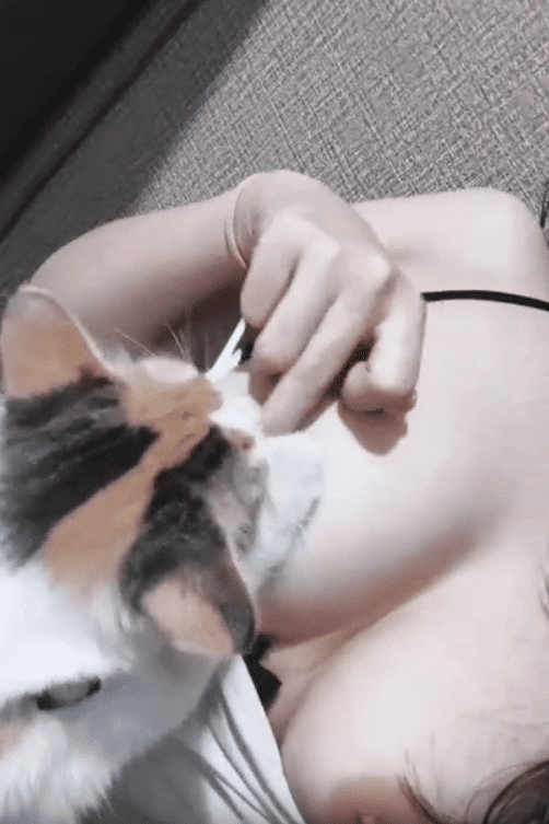 CALLA BANDUNG SANGE SAMA KUCING